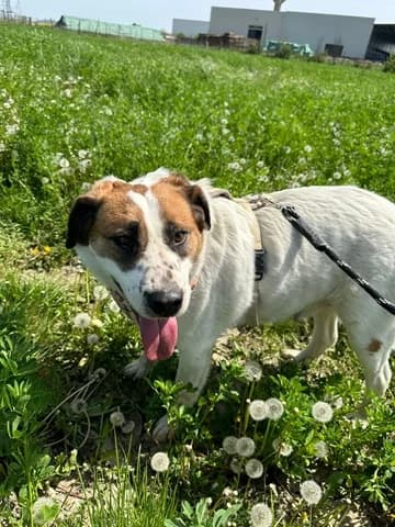 Elsa träumt von einer eigenen Familie, female Mixed Breed for adoption at Tierschutz La Palma e.V., Hüllhorst