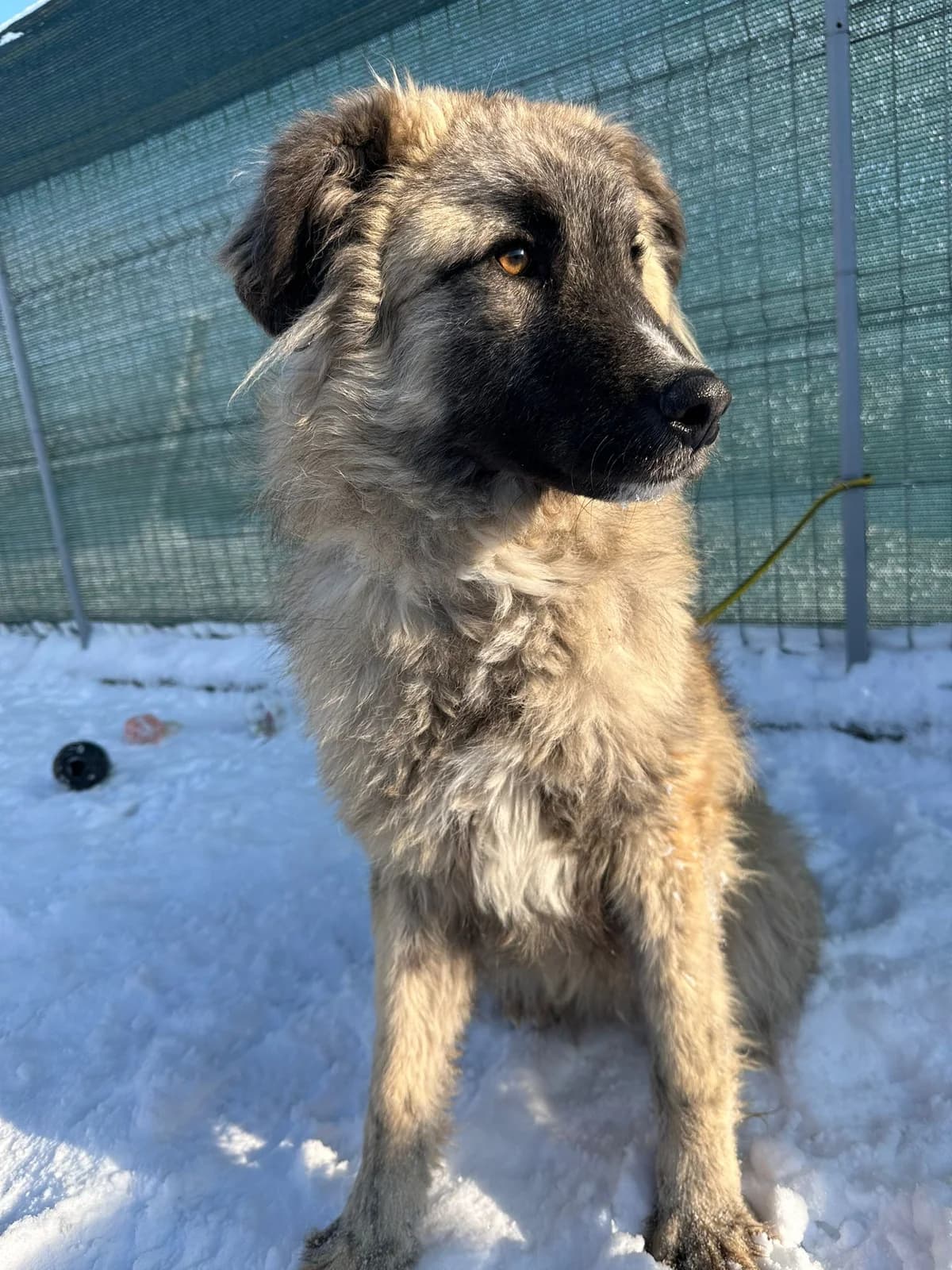 Alex lieber verträglicher Wuschelrüde, female Mixed Breed for adoption at Tierschutz La Palma e.V., Hüllhorst