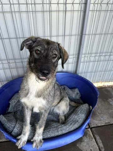Annalise wünscht sich ein tolles Zuhause, female puppy Mixed Breed for adoption at Tierschutz La Palma e.V., Hüllhorst