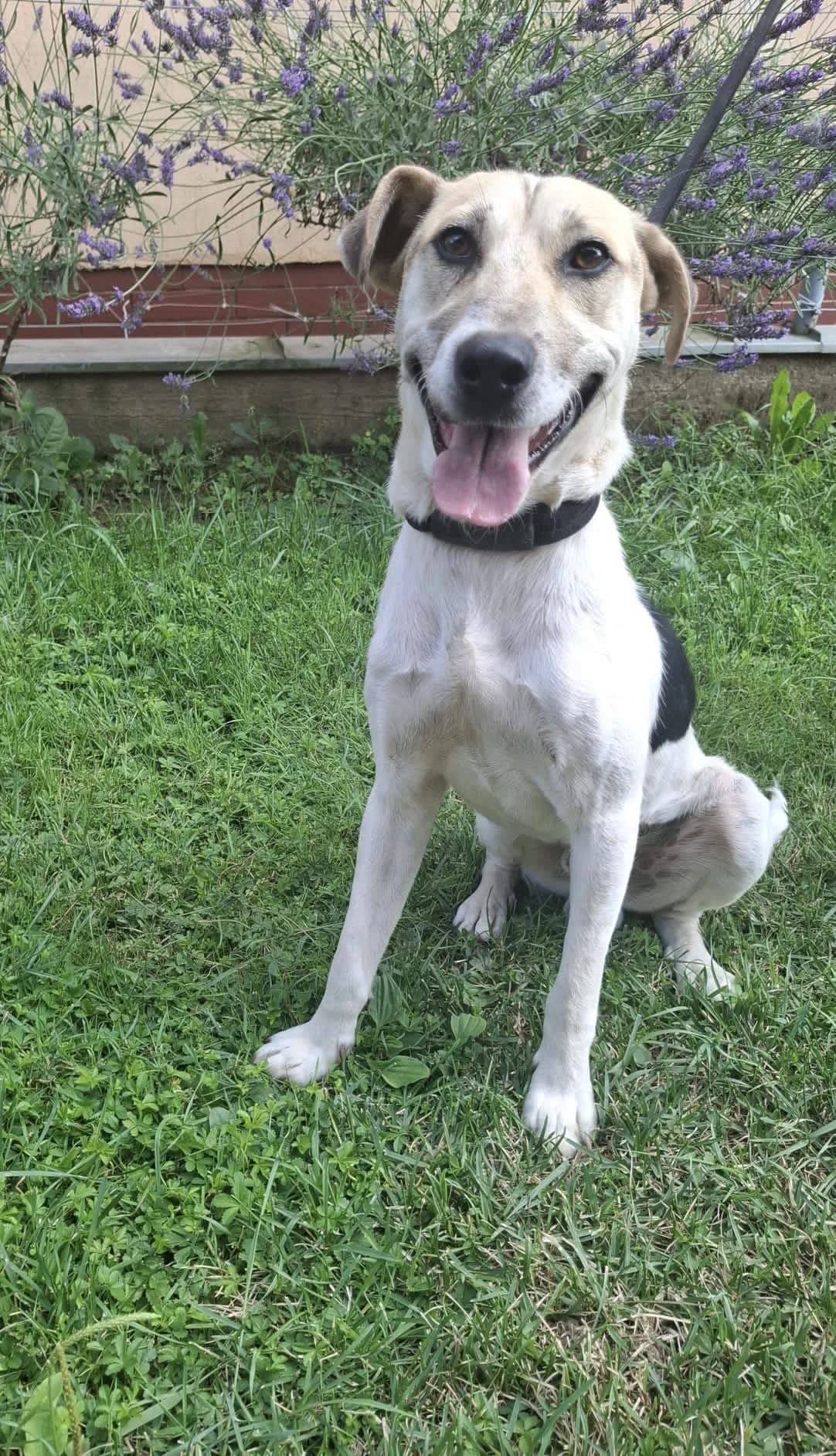 Bronx, female Mixed Breed for adoption at Tierschutz La Palma e.V., Hüllhorst