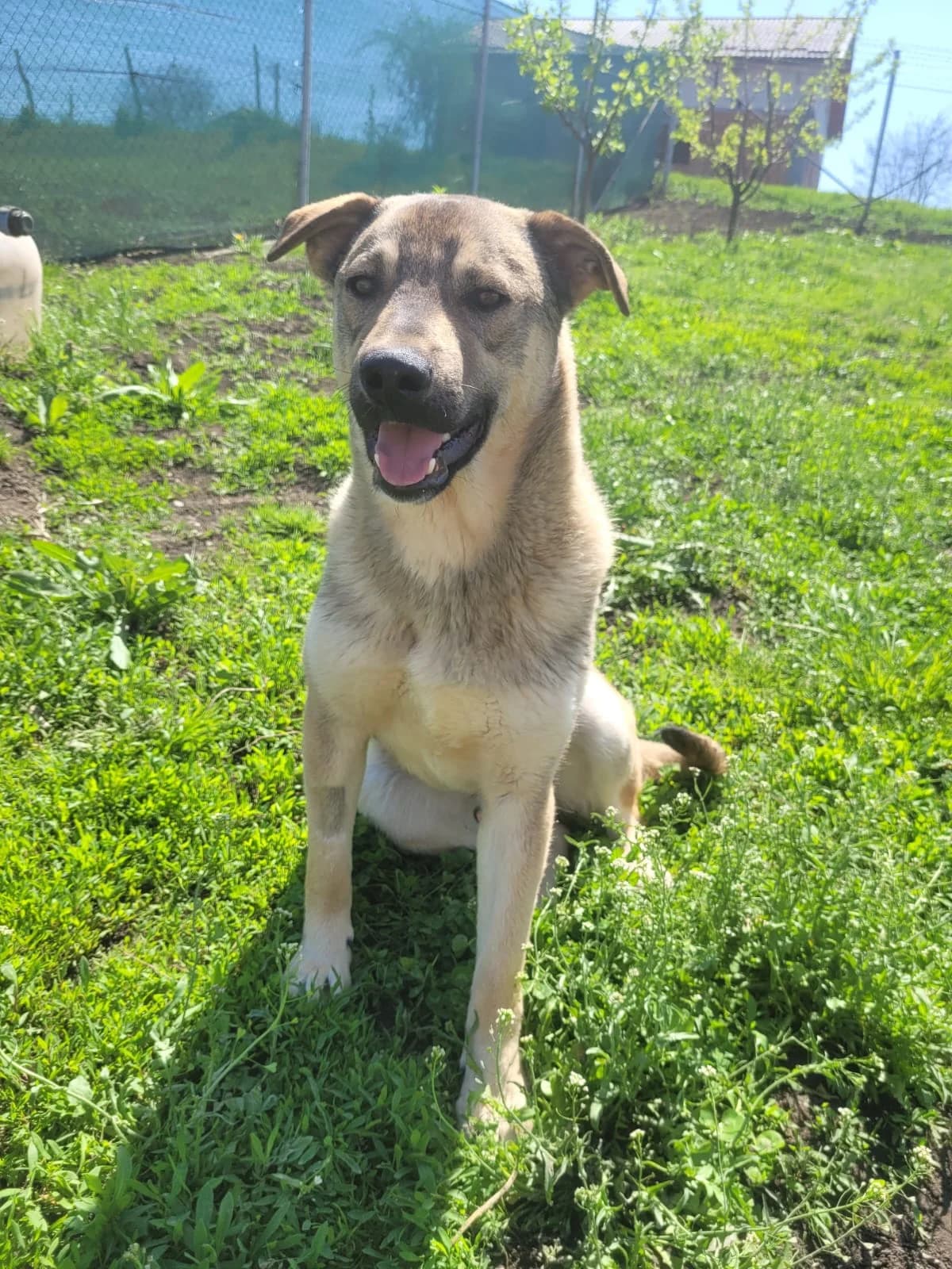 Camil, female Mixed Breed for adoption at Tierschutz La Palma e.V., Hüllhorst