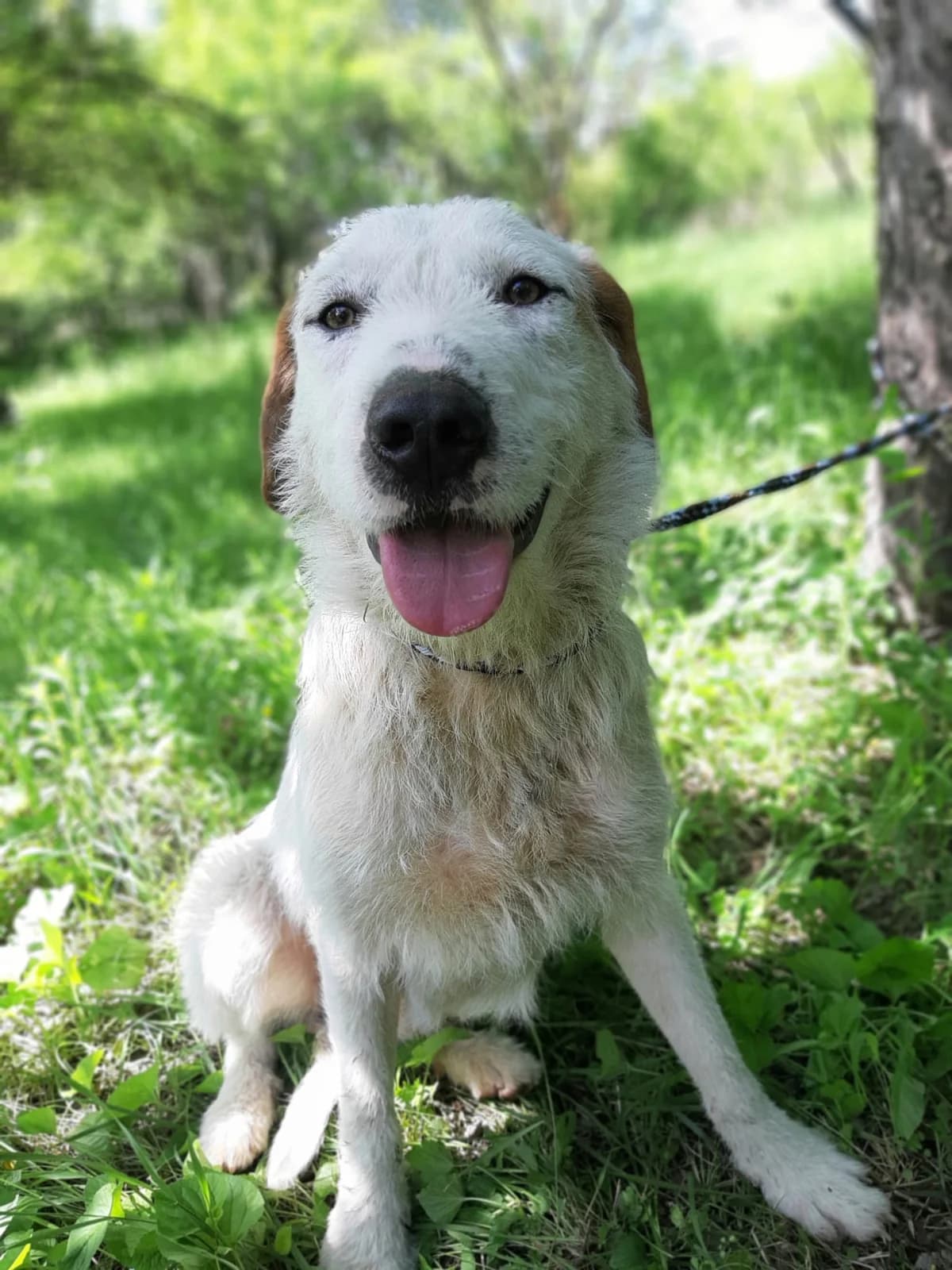 Cicio verspielter verträglicher Rüde, male 3yo Mixed Breed for adoption at Tierschutz La Palma e.V., Hüllhorst