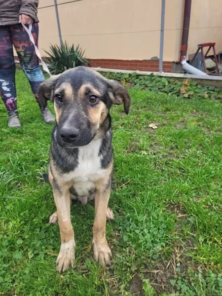 Demo ein treuer Rüde, male Mixed Breed for adoption at Tierschutz La Palma e.V., Hüllhorst