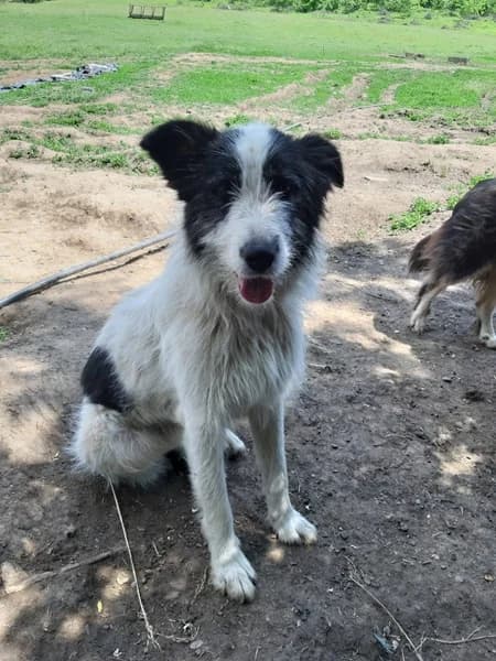 Erik verspielter hübscher Junghund wartet auf seine Familie, male Mixed Breed for adoption at Tierschutz La Palma e.V., Hüllhorst