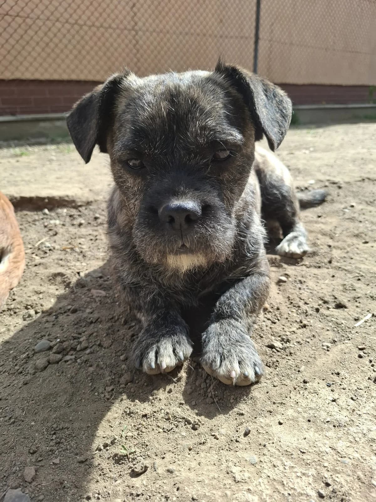 Gody verspielter hübscher Junghund wartet auf seine Familie, female Mixed Breed for adoption at Tierschutz La Palma e.V., Hüllhorst