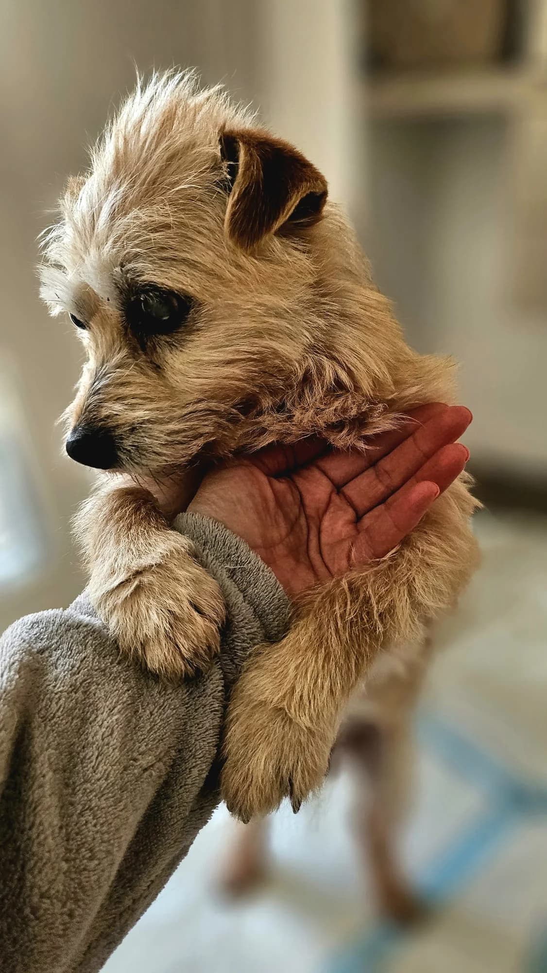 Grampy - ein Rüde mit Charme, female puppy Mixed Breed for adoption at Tierschutz La Palma e.V., Hüllhorst