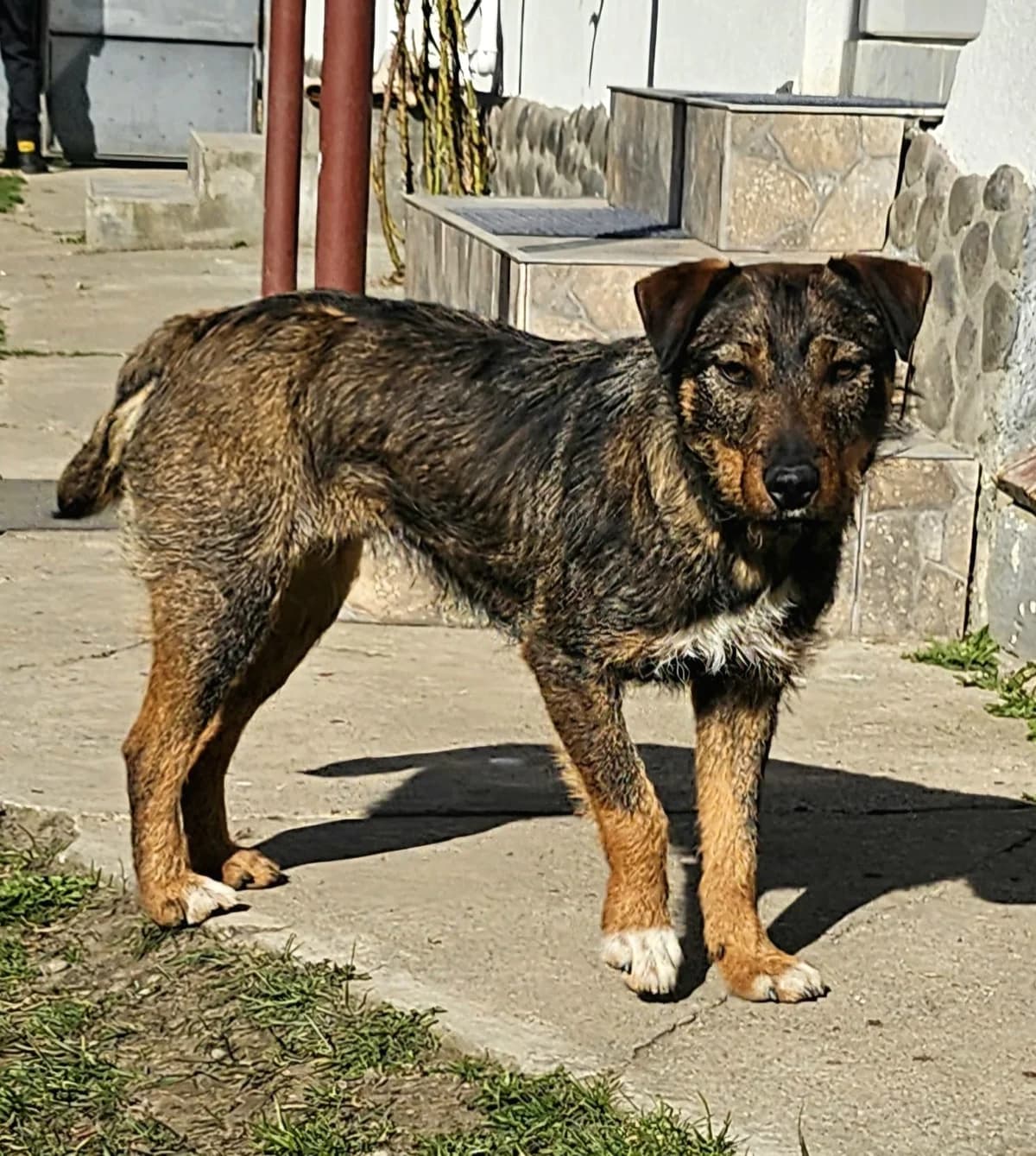 Grety wartet auf eine Chance, female young Mixed Breed for adoption at Tierschutz La Palma e.V., Hüllhorst
