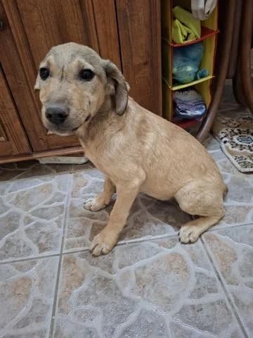 ILUMA, female puppy Mixed Breed for adoption at Tierschutz La Palma e.V., Hüllhorst