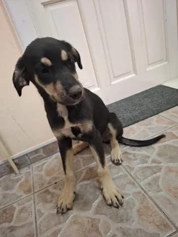 Indila verspielter Junghund, female puppy Mixed Breed for adoption at Tierschutz La Palma e.V., Hüllhorst