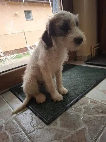 Irene verspieltes Welpenmädel, female puppy Mixed Breed for adoption at Tierschutz La Palma e.V., Hüllhorst