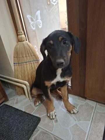 IVAR verspielter Welpe, female puppy Mixed Breed for adoption at Tierschutz La Palma e.V., Hüllhorst