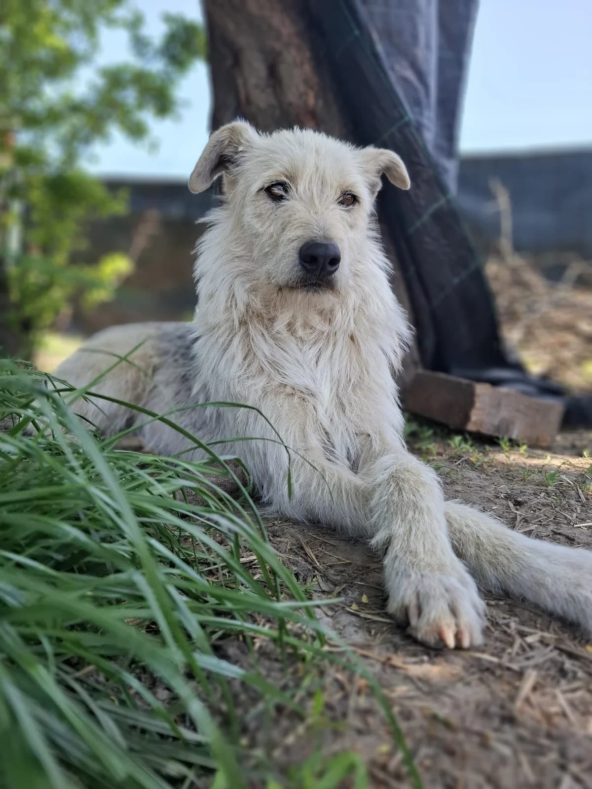 Iggy sucht eine Familie für immer, female young Mixed Breed for adoption at Tierschutz La Palma e.V., Hüllhorst