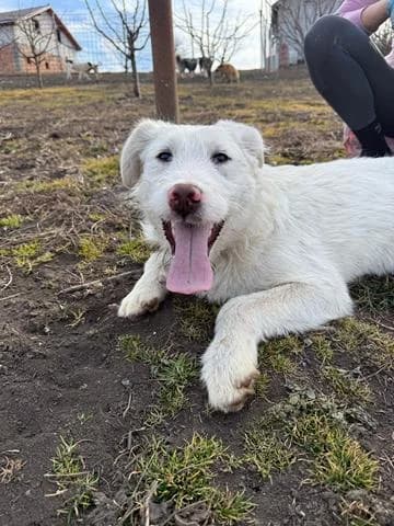 Laddie - sucht ein Zuhause, female Mixed Breed for adoption at Tierschutz La Palma e.V., Hüllhorst