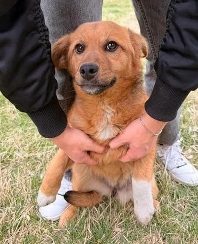 Lyla tolle hübsche junge Hündin, female puppy Mixed Breed for adoption at Tierschutz La Palma e.V., Hüllhorst