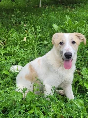 Matias hübscher Junghund, female young Mixed Breed for adoption at Tierschutz La Palma e.V., Hüllhorst