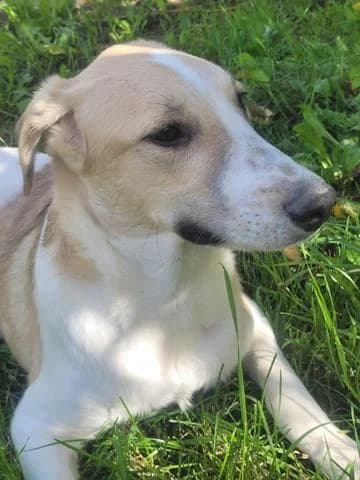 Melvin hübscher Junghund, female young Mixed Breed for adoption at Tierschutz La Palma e.V., Hüllhorst