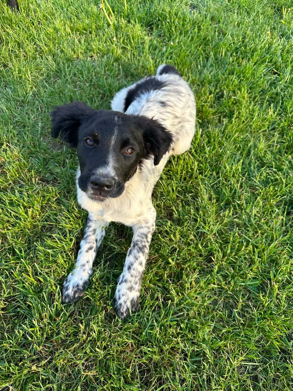 Odin - ein junger Rüde mit Charme, female puppy Mixed Breed for adoption at Tierschutz La Palma e.V., Hüllhorst