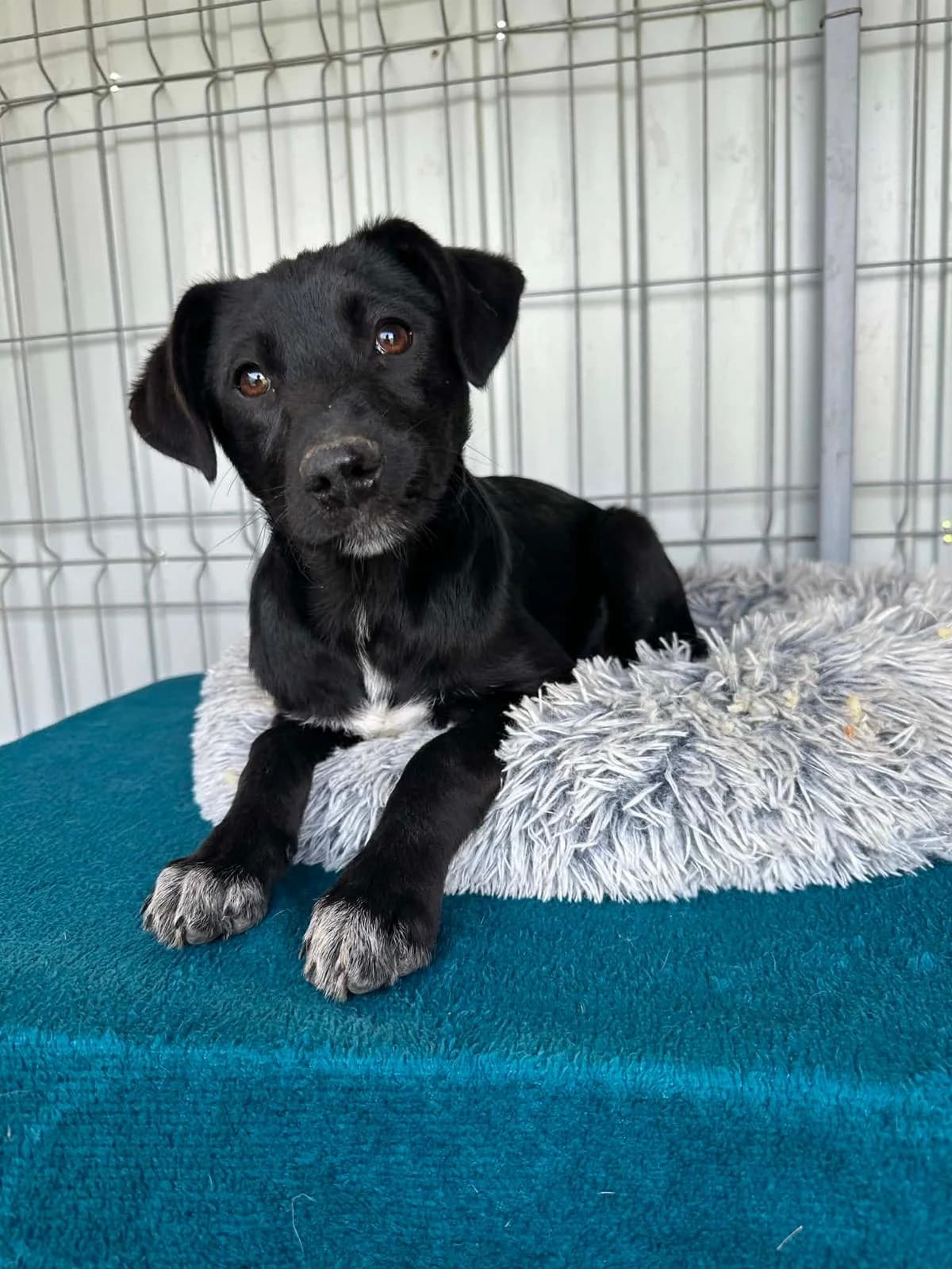 Opal hübsche Junghündin, female puppy Mixed Breed for adoption at Tierschutz La Palma e.V., Hüllhorst