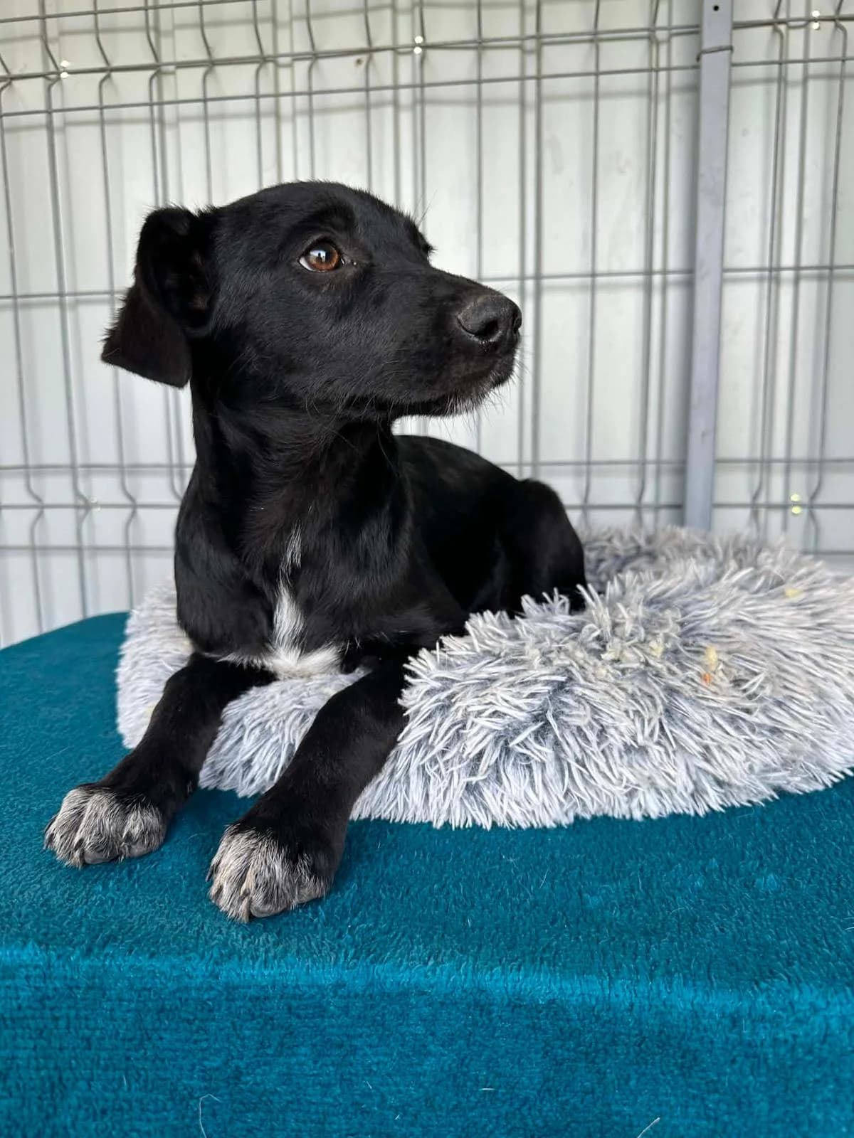 Opal hübsche Junghündin, female puppy Mixed Breed for adoption at Tierschutz La Palma e.V., Hüllhorst