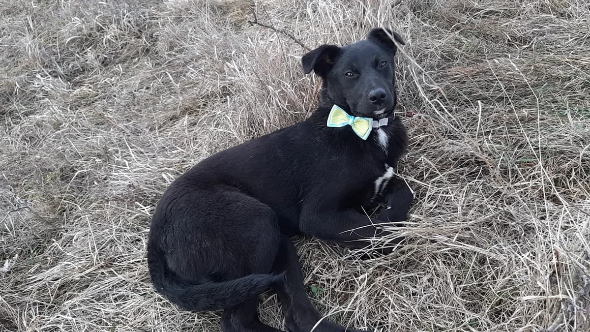 Pallino verspielter Junghund, male 4yo Mixed Breed for adoption at Tierschutz La Palma e.V., Hüllhorst