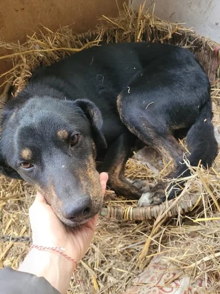 Santi toller Gefährte, female Mixed Breed for adoption at Tierschutz La Palma e.V., Hüllhorst