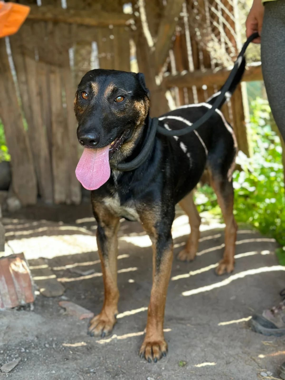 SIR - ein toller Rüde sucht Sofaplatz, female Mixed Breed for adoption at Tierschutz La Palma e.V., Hüllhorst