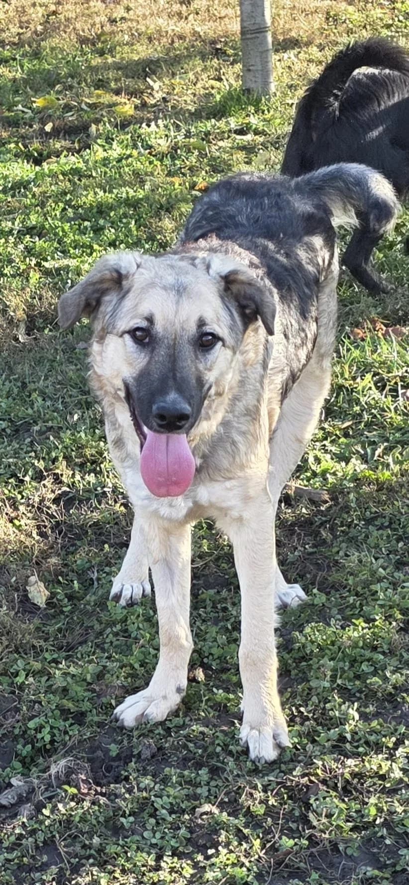 Tila, female young Mixed Breed for adoption at Tierschutz La Palma e.V., Hüllhorst