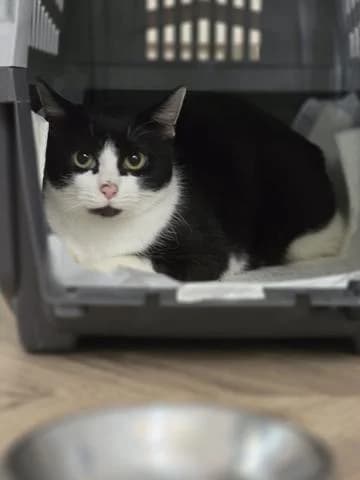 Una entzückende Katze, female Mixed Breed for adoption at Tierschutz La Palma e.V., Hüllhorst