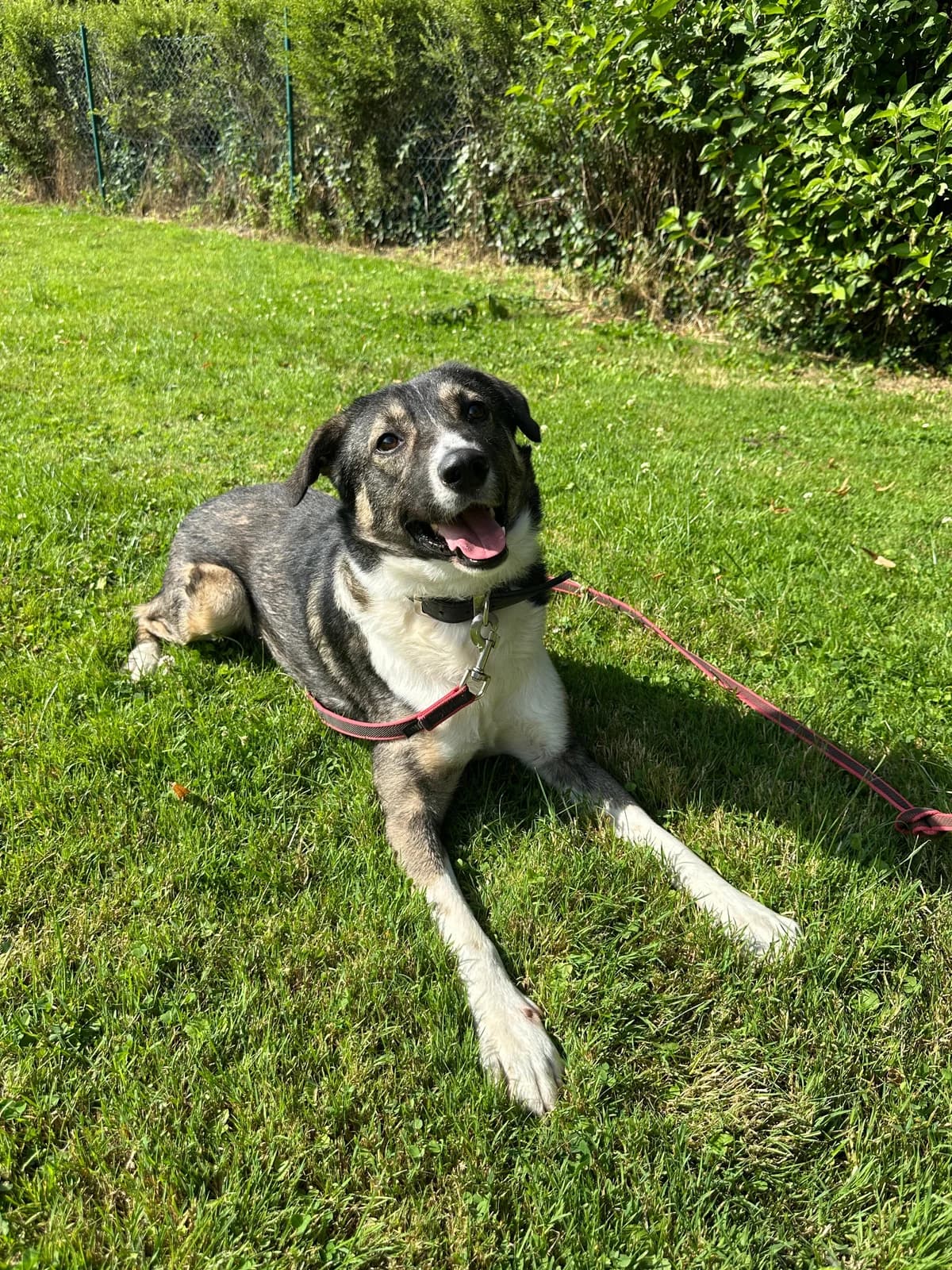 Wolfie liebenswerter Rüde sucht Sie♥, male Mixed Breed for adoption at Tierschutz La Palma e.V., Hüllhorst