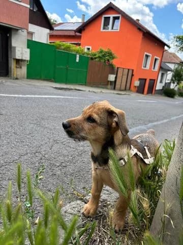 Yonce verspielter Welpe, female puppy Mixed Breed for adoption at Tierschutz La Palma e.V., Hüllhorst