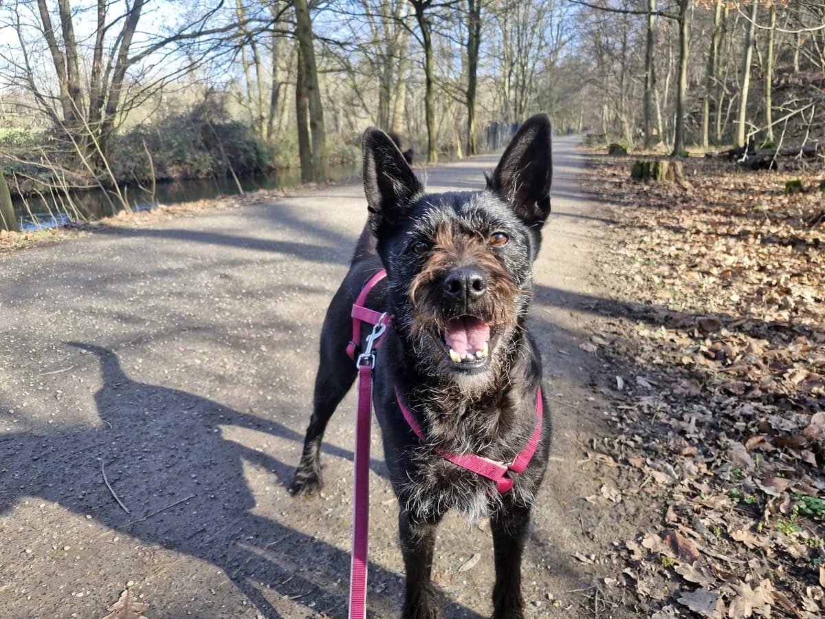 Blacky, male senior mixed breed for adoption at Tierschutz Leverkusen e.V., Leverkusen