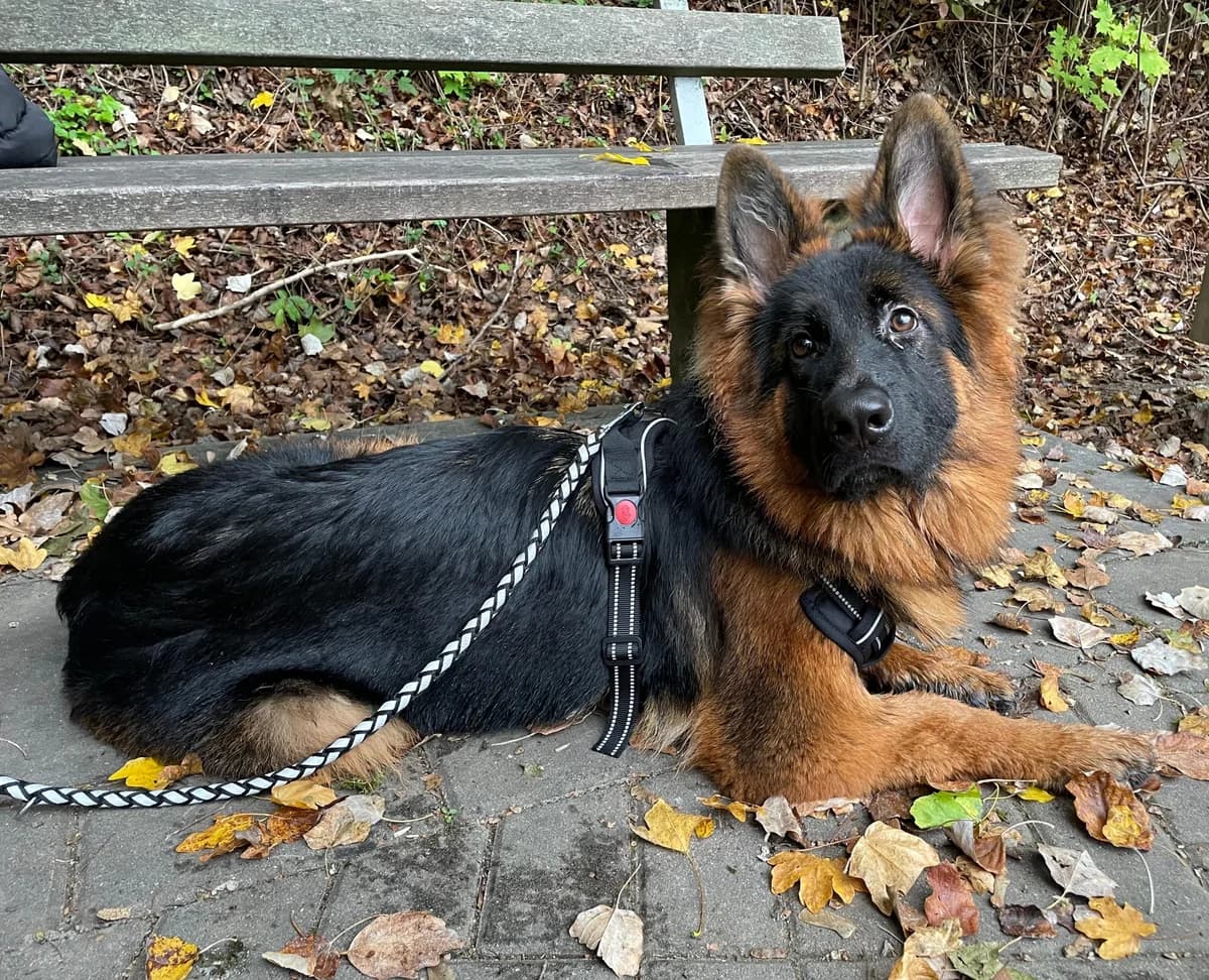 Bell, female young German Shepherd for adoption at Tierschutz Leverkusen e.V., Leverkusen