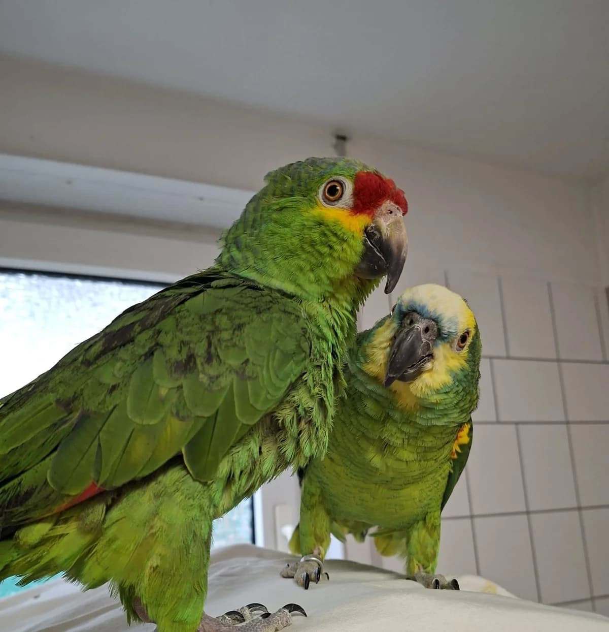 Amazonen Laro & Bonito, mixed breed for adoption at Tierschutz Leverkusen e.V., Leverkusen