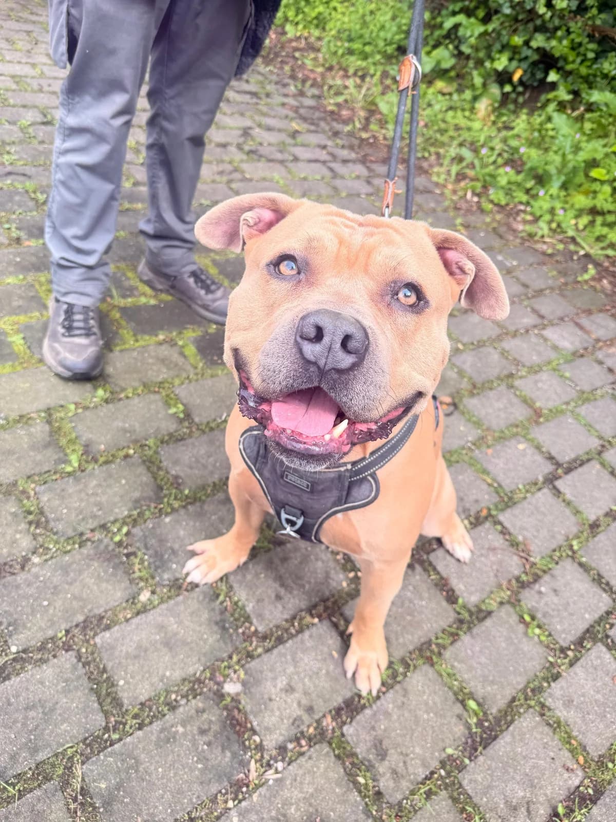 Sam, male 3yo mixed breed for adoption at Tierschutz Leverkusen e.V., Leverkusen
