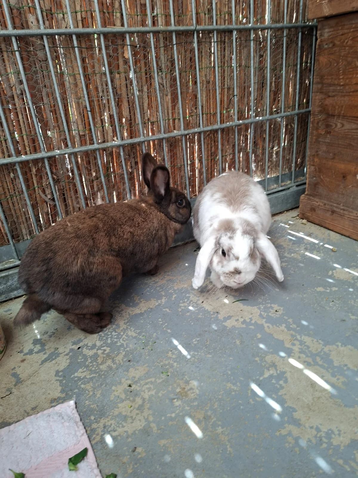 Tweedledum & Caramel Pflegestelle gesucht, braun male 4yo mixed breed for adoption at Tierschutz Leverkusen e.V., Leverkusen