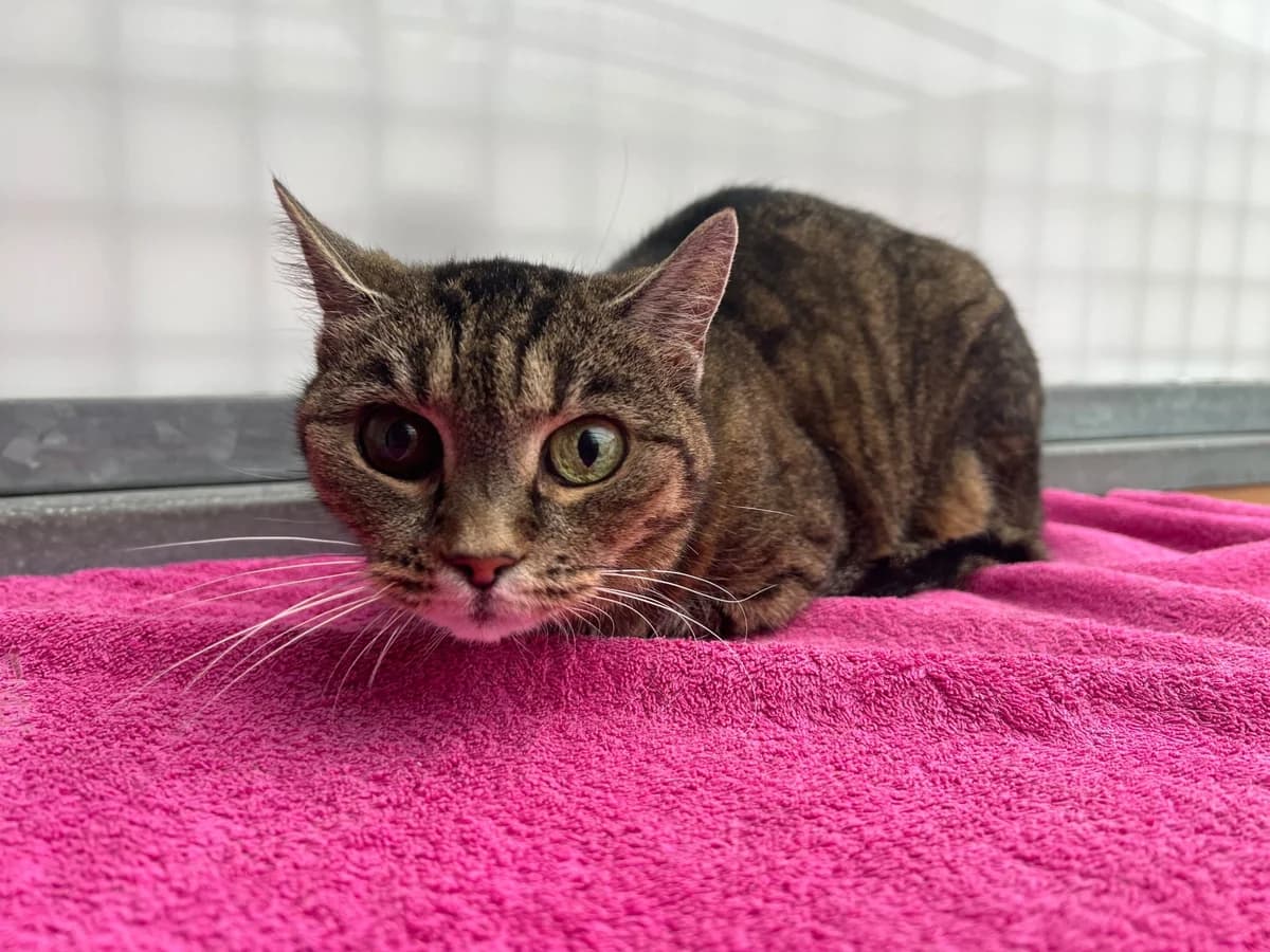 Cleopatra, female senior European Shorthair for adoption at Tierschutz Leverkusen e.V., Leverkusen