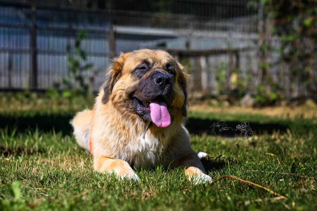 Dumann, male young mixed breed for adoption at Tierschutz Leverkusen e.V., Leverkusen