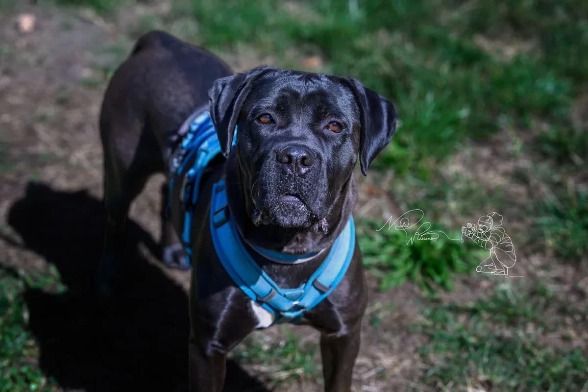 Enya, female young Cane Corso for adoption at Tierschutz Leverkusen e.V., Leverkusen