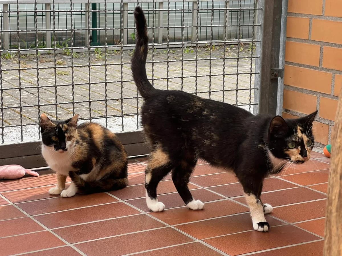 Flower & Blume, female young European Shorthair for adoption at Tierschutz Leverkusen e.V., Leverkusen