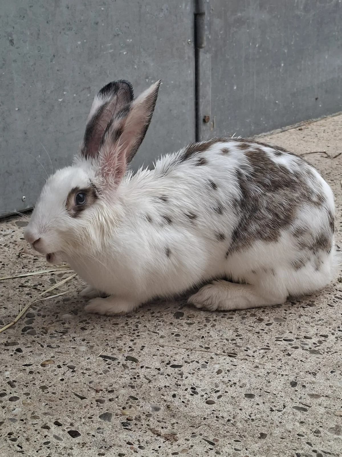 Klößchen, female young mixed breed for adoption at Tierschutz Leverkusen e.V., Leverkusen
