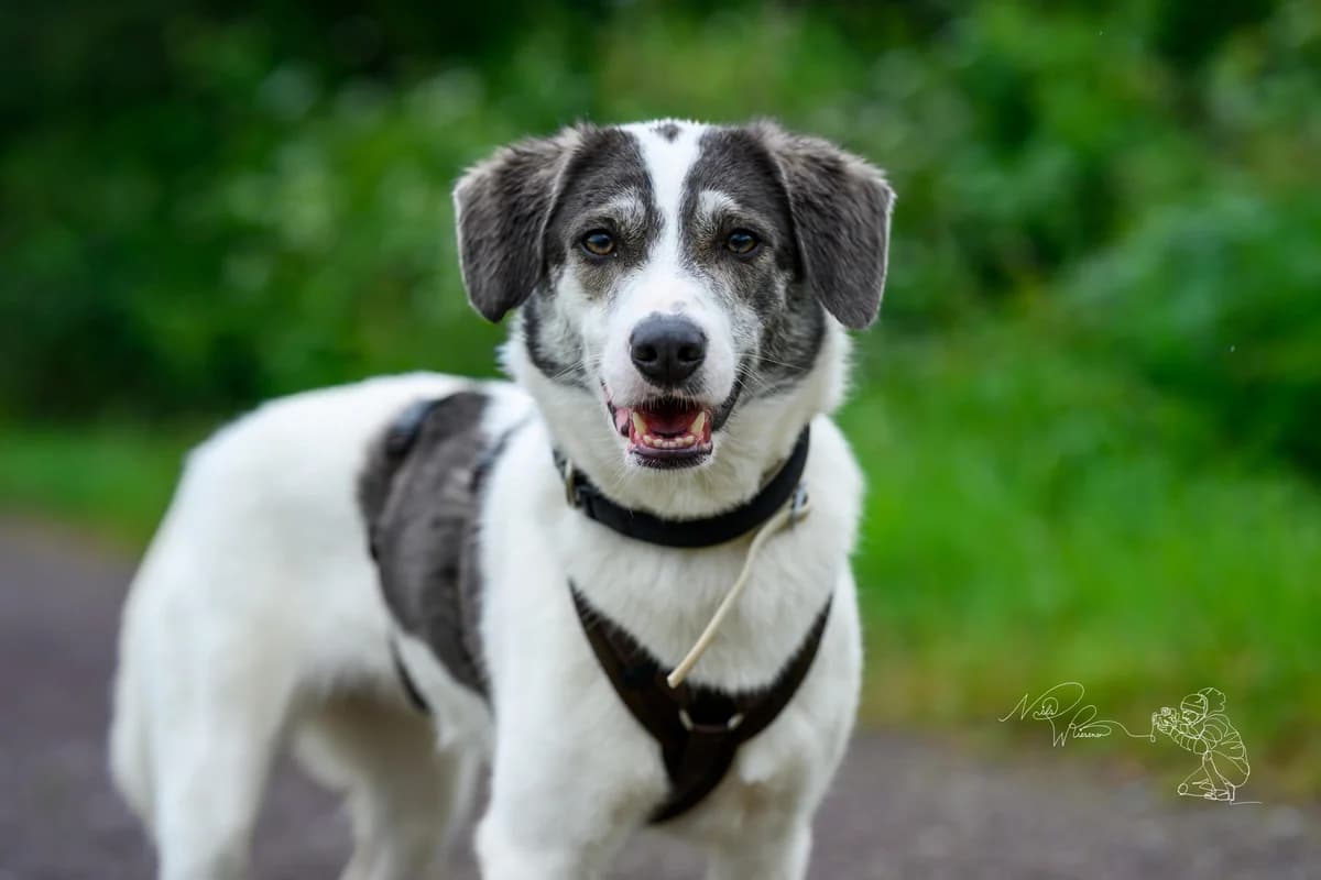 Grace in Vermittlung, female young Mixed Breed for adoption at Tierschutz Leverkusen e.V., Leverkusen