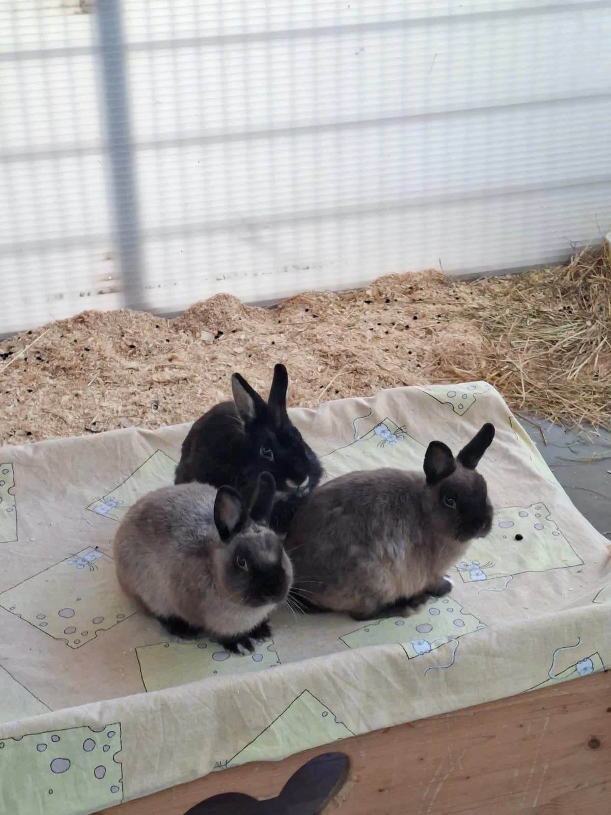 Lanzelott, Odin & Ikarus, male mixed breed for adoption at Tierschutz Leverkusen e.V., Leverkusen