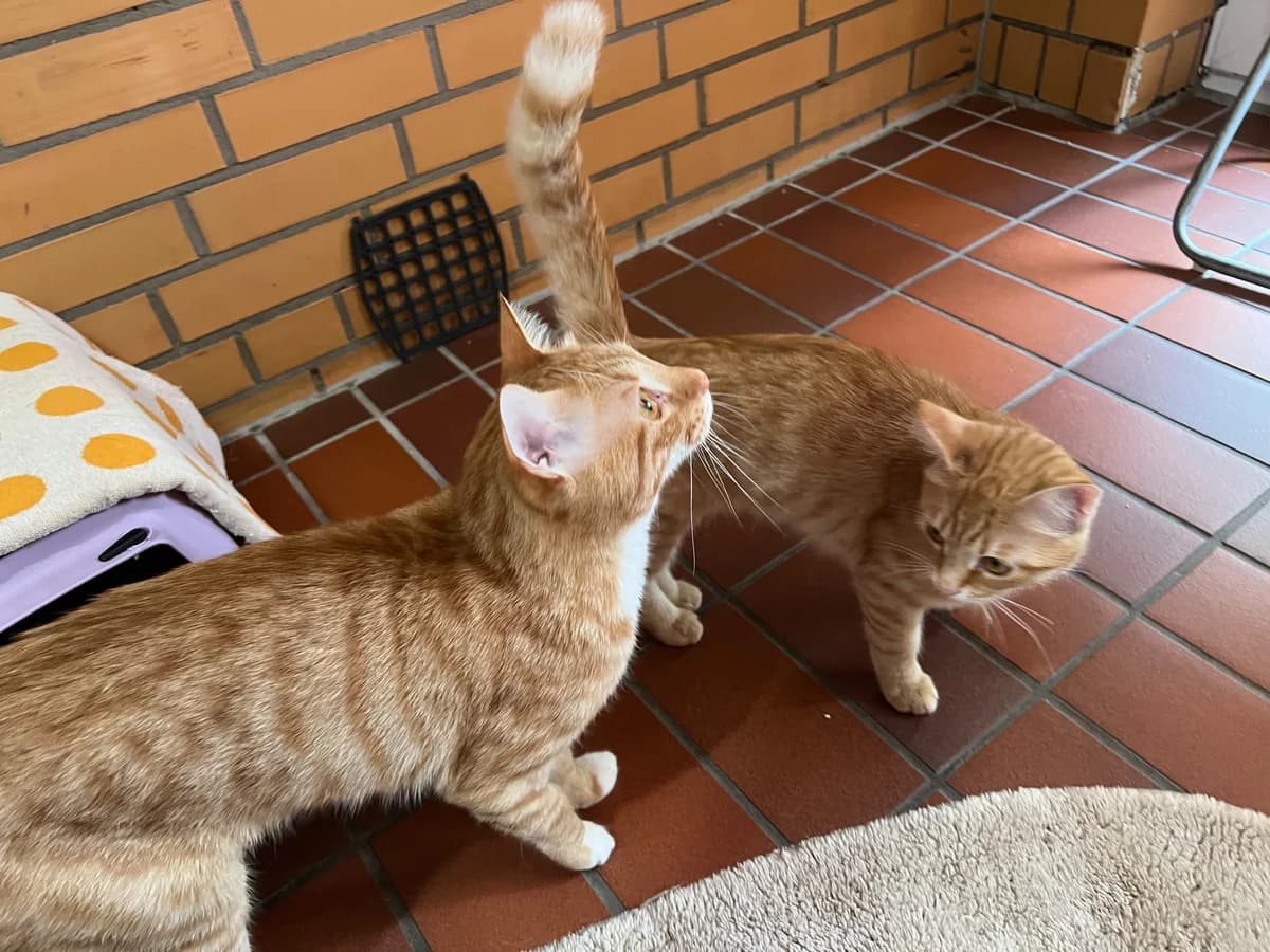 Mercan & Bal, male young European Shorthair for adoption at Tierschutz Leverkusen e.V., Leverkusen