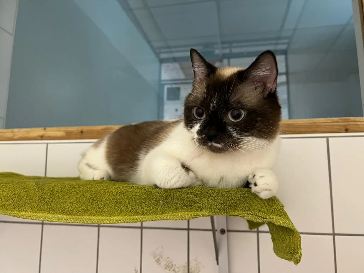 Hamelia (Anfragestopp), female 5yo British Shorthair for adoption at Tierschutz Leverkusen e.V., Leverkusen