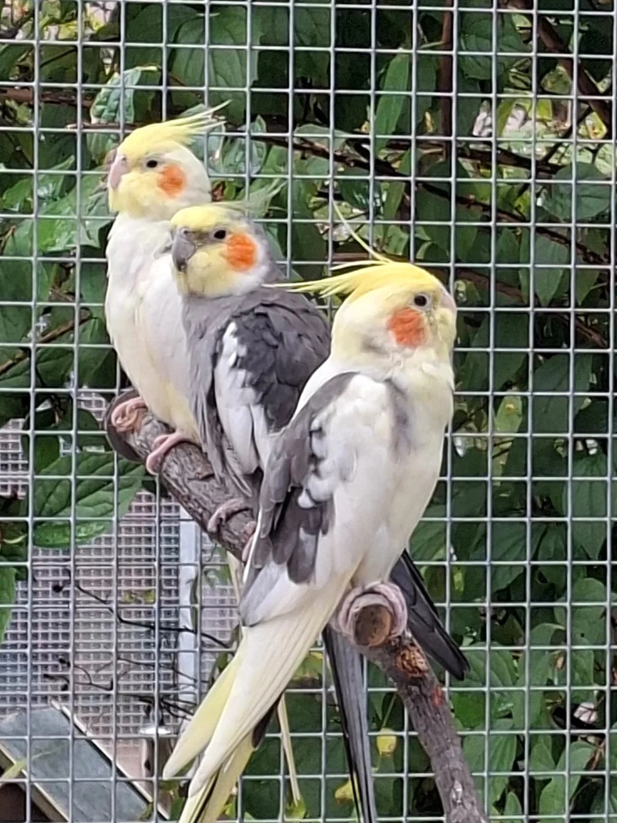Nymphensittiche Daffy, Orni & Zubaru – Copy, mixed breed for adoption at Tierschutz Leverkusen e.V., Leverkusen
