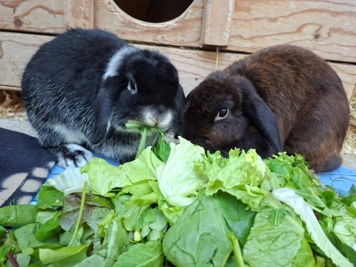 Chiquita & Halo, male 3yo mixed breed for adoption at Tierschutz Leverkusen e.V., Leverkusen