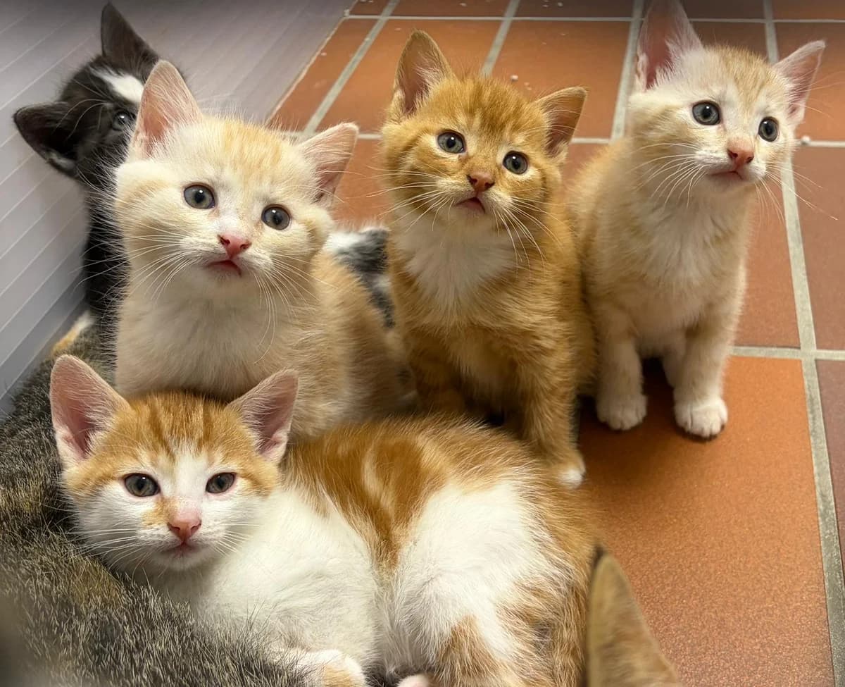 Kitten (Anfragestopp), puppy mixed breed for adoption at Tierschutz Leverkusen e.V., Leverkusen