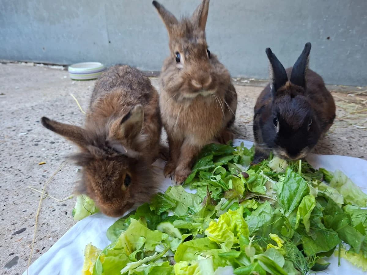 Meike, Sully & Shakira, female 3yo mixed breed for adoption at Tierschutz Leverkusen e.V., Leverkusen