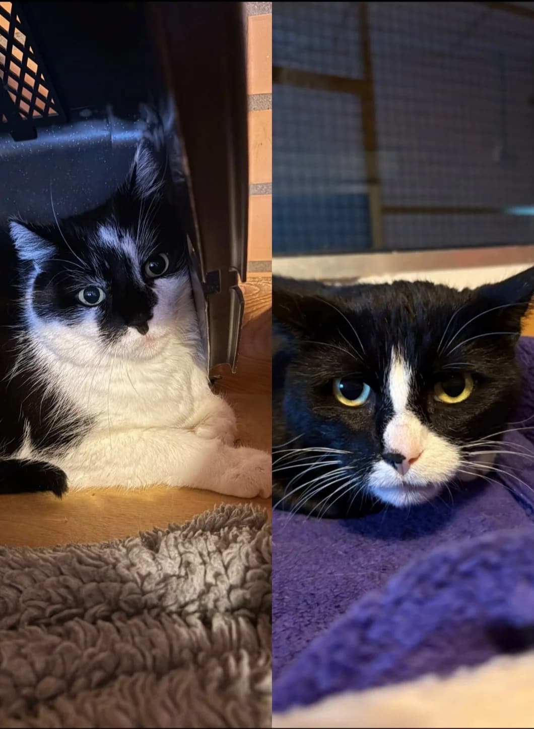 Clever & Smart, male 6yo European Shorthair for adoption at Tierschutz Leverkusen e.V., Leverkusen