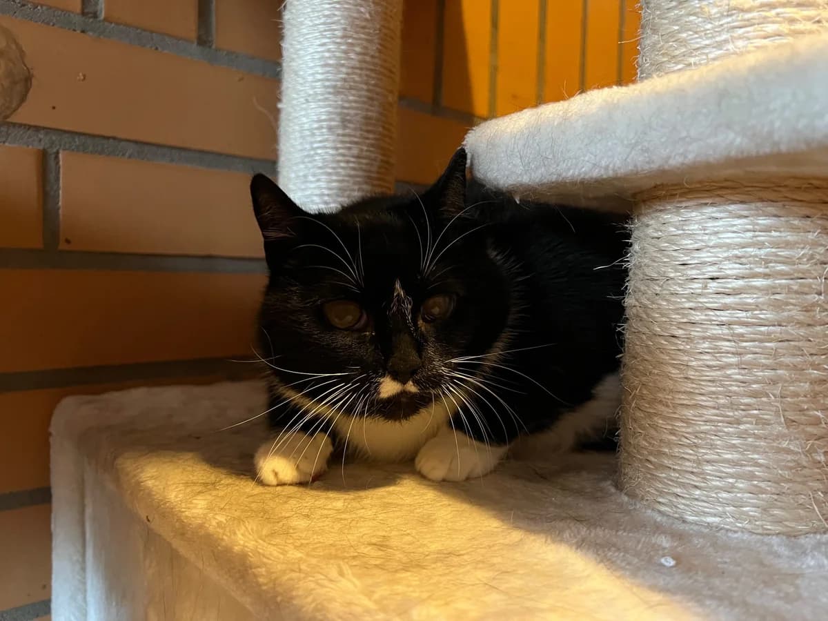 Nani, female senior European Shorthair for adoption at Tierschutz Leverkusen e.V., Leverkusen